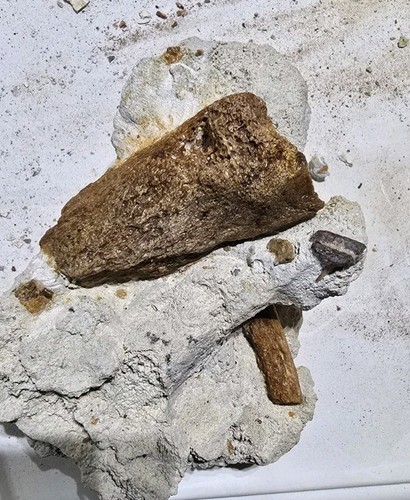 SharkTooth Hill Fossil Bone and Tooth Fragments Cluster #4. Bakersfield,CA