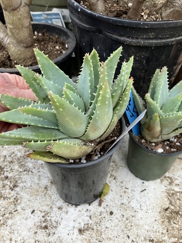 Aloe brevifolia Short-Leaf Aloe Succulent 4" Tall 7"Wide #20W - Picture 13 of 14