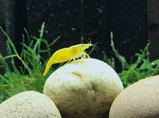 5 Yellow Goldenback Neocaridina Live Shrimp - Home Tank Raised - Not Imports