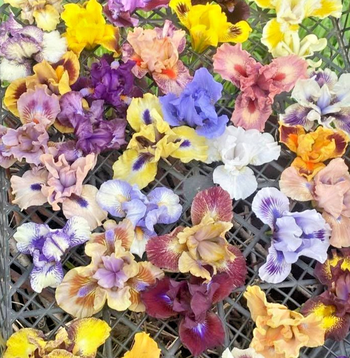 MEZCLA Iris Pumila 5 Rizomas RAROS | Nano XXL Rock Garden