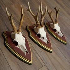 Corna Di Cervo 3X Cervo Maschio Corna Su Targhette In LEGNO DI CIPRESSO 22.1367
