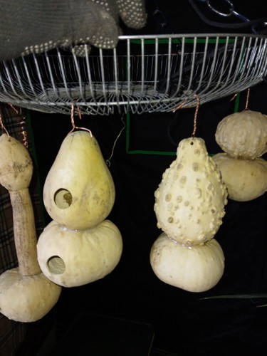 Casetta Colibrì Zucca 2 Fori Ingresso Con Appendiabiti Filo Rame Piccola Casetta BirdhoHouse - Foto 7 di 8