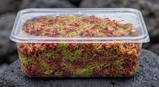gefiedertes Terrarien Moos, Sphagnum Moos, Rot/Gr&uuml;n.  Terrarienmoos Moorbeet
