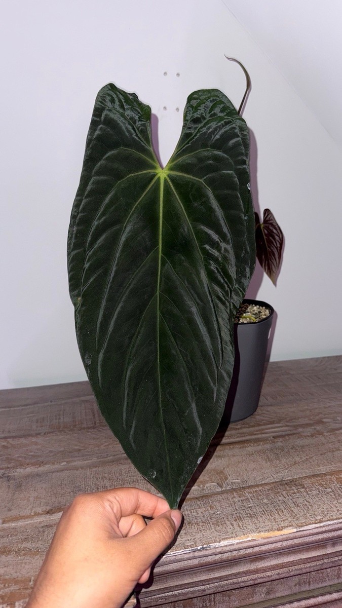 Anthurium papillilaminum 'Ree Gardens' Clone | eBay