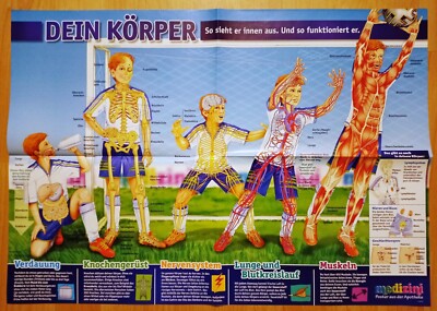 Poster DEIN KÖRPER-SO SIEHT ER INNEN AUS Bundesländer/Hansestädte Medizini 11.20