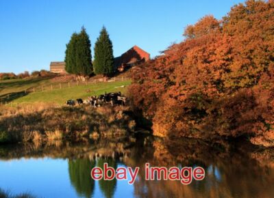 PHOTO  WHITE COPPICE A HERD OF CATTLE GATHERING BENEATH CAUSEWAY HOUSE FARM ACRO