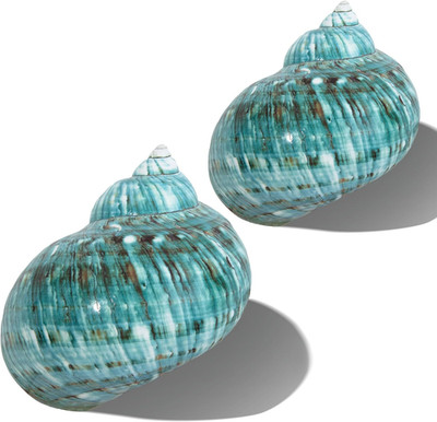 Large Conch Shell 2PCS 4''-4.5'' Natural Seashells for Hermit Crab Fish Tank Weddi