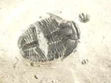 TRILOBITE Fossil with an Anomalocaris BITE! From Cambrian Utah 183gr *C
