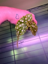 Begonia Maculata Rooted Cutting with New Growth