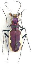 Carabidae, Cicindelinae Cicindela lacteola E Kazakhstan PURPLE