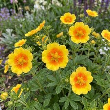 Potentilla Cinquefoil Orange Starlit Alpine Summer Cottage Hardy Perennial Plant