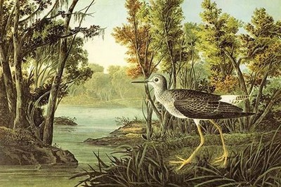 Lesser Yellow Legs John James Audubon Poster Print