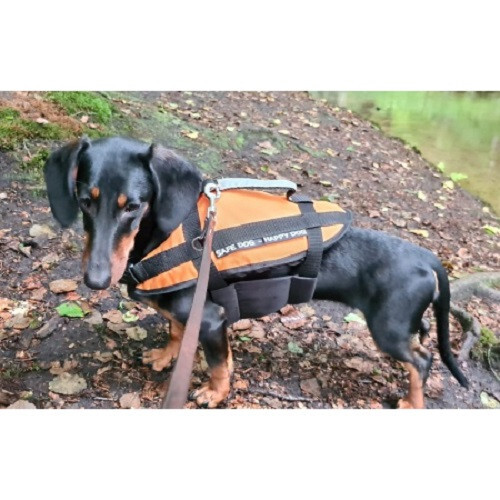Ayudas Para Nadar Chaleco Para Perros