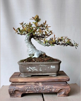 Real Plant Bonsai Ficus California Old Tree Phytosanitary certificated