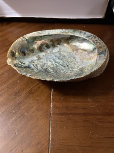Large Abalone Shell 6.5x5”