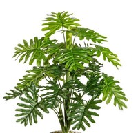 artplants Deko Philodendron Selloum Prino, Steckstab, 50Cm