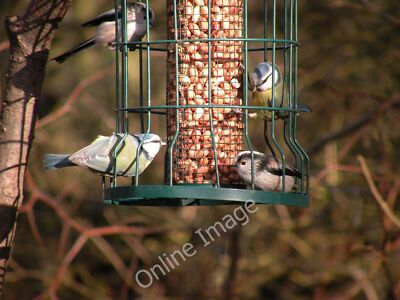Photo 6x4 Bird Feeding Station at Low Barn Nature Reserve High Grange/NZ c2010