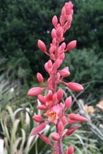 Hesperaole Funifera, Brakelight Red Texas Yucca  Flower  - 85 Seeds - 2025