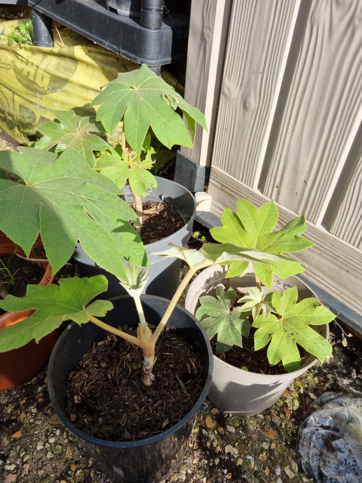 Tetrapanax papyrifer 'Rex' rice-paper plant. L Cash On Colection Only ...