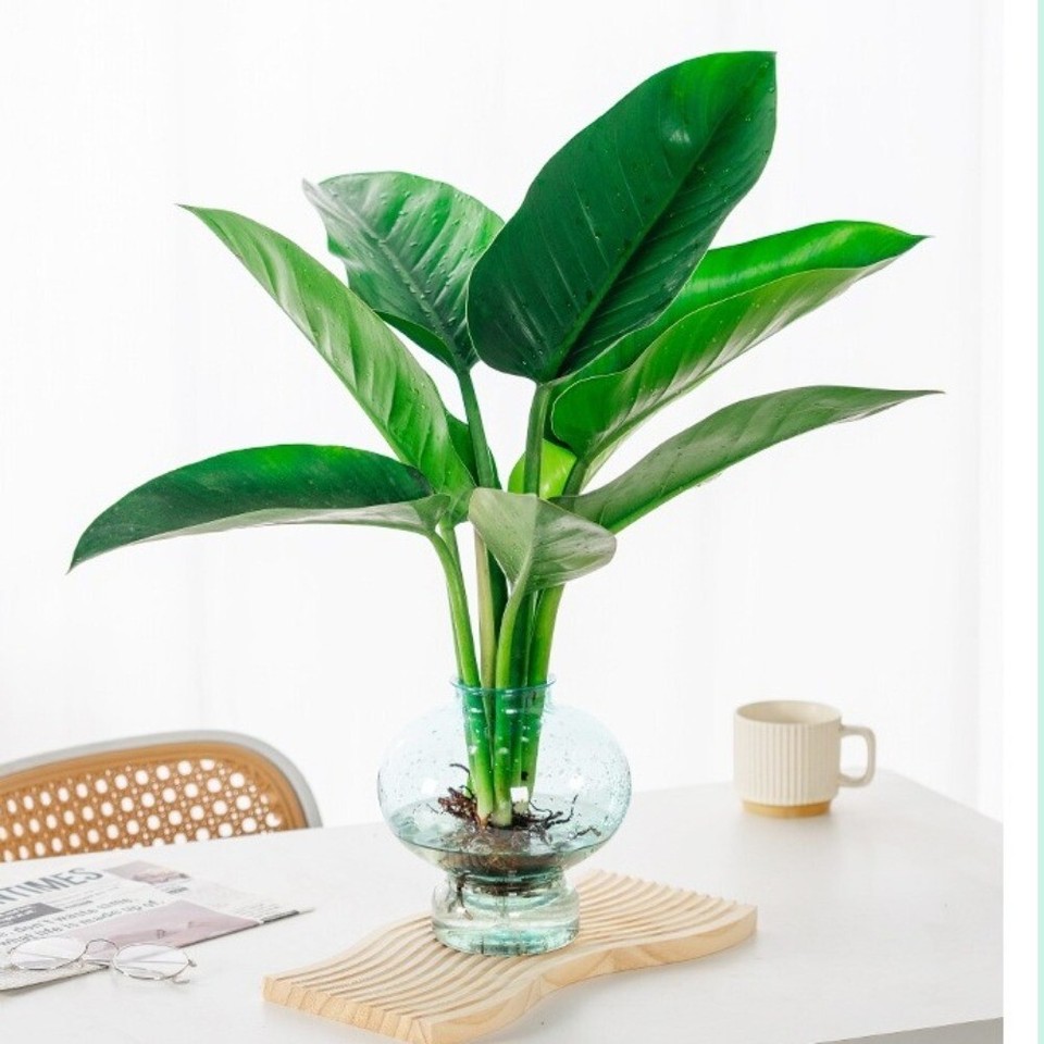 Home Decor Desktop Glass Flower Vase Transparnt Hydroponic Plant Vase