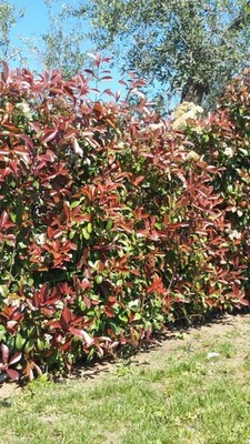 40 pz Photinia Pianta da Siepe arredo giardino vaso 7 fotinia Red Robin  Pianta | eBay