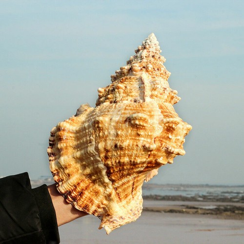 Natural Tutufa Rubeta Conch Shells Coral Sea Snail Fish Tank Home Ornament 15-23