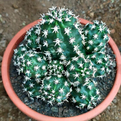 6-7cm Multiple heads Echinocereus viridiflorus home potted Flowering Plants