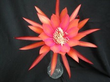 Epiphyllum, Orchid Cactus, " CORAL DANCE ", Don's Quart pots MAR/1