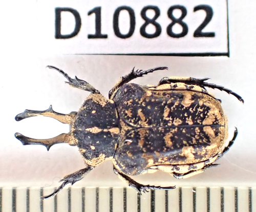 D10882. Insekten, Cetoniidae sp. Vietnam Zentral - Bild 1 von 3