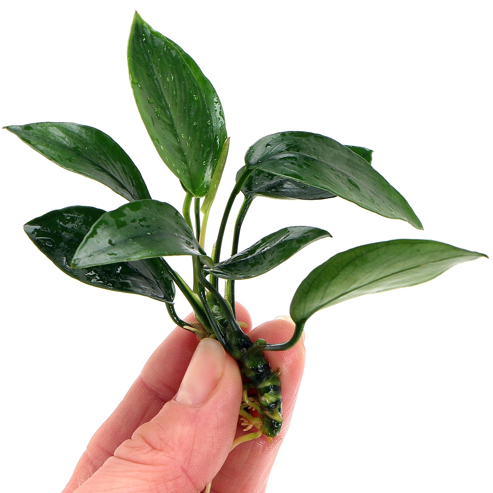 Anubias peacock Live Aquarium Plants Tropical Aquascaping Tank K2AQUA