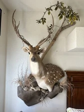 Axis Deer Shoulder Mount Taxidermy 