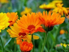 150 Graines de Soucis - fleurs amis jardins potager - méthode BIO