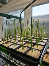 Dragon Fruit Plant (Red, Hylocereus Undatus), Rooted ,15-23cm Tall, In 7cm Pot.
