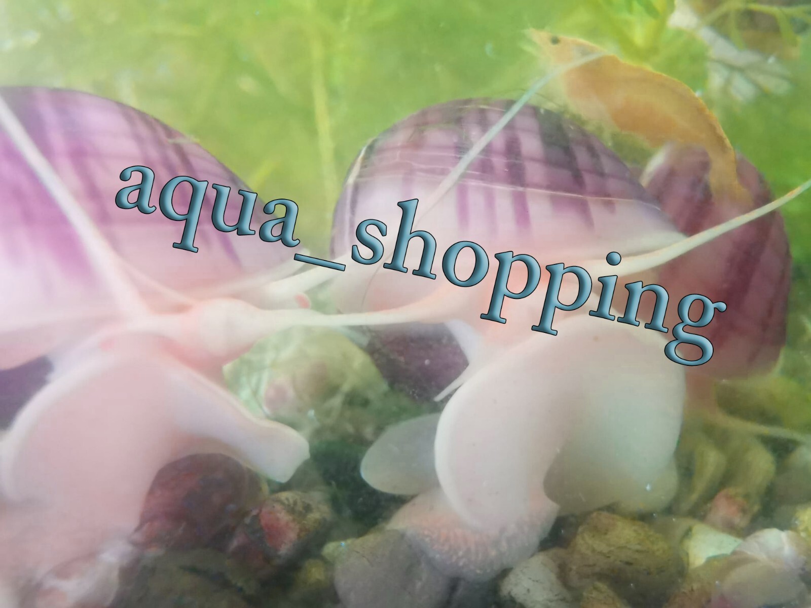 caridine e piante acquario: bacopa, Ceratophyllum, lymnophila, hydrocotyle foto 6