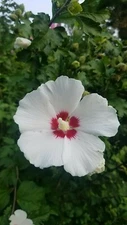 HIBISCUS ROSE OF SHARON. TWO LIVE 32"+. 2 PLANTS + 1 free. PERENNIAL MIXED COLOR