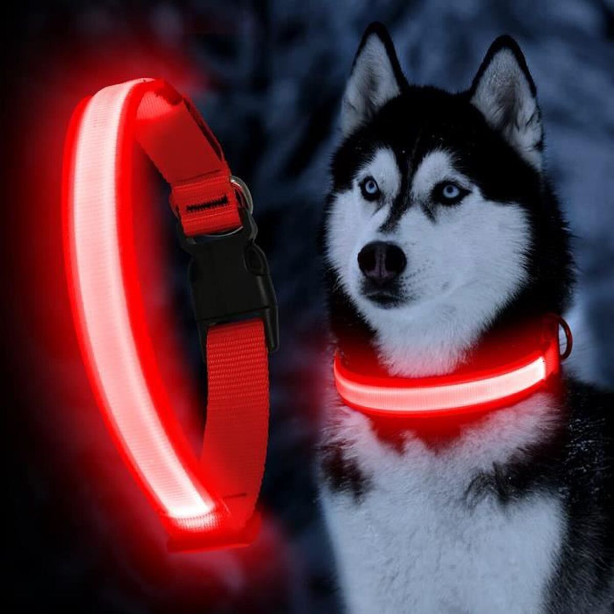 Collier chien lumineux réglable pour ne plus perdre votre animal dans le noir