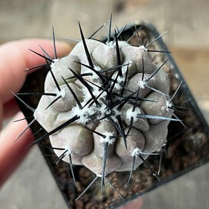 Copiapoa Cinerea | eBay