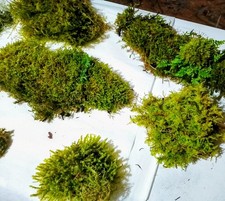 The 8-Piece terrarium Kit: Ultimate Moss Sampler  FREE Collector's Gift 