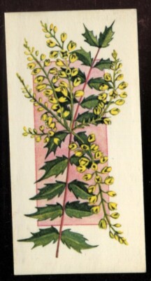 Tabakkarte, Carreras, Black Cat, BLUMEN DAS GANZE JAHR, 1977, Mahonia, #50