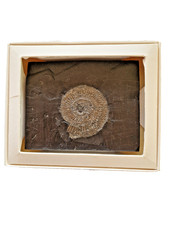 Ammonit in Schieferplatte, Holzmaden, neu