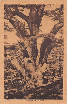 Lebanon - Cedars ofLebanon - Publ. Sarrafian Bros. 983a - - Liban - Cèdres du Li