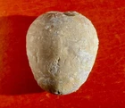 VENDÉE JURASSIC FOSSIL SEA URCHIN, CARDIOPELTA
