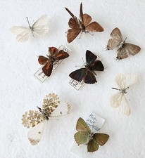 Butterfly Collection Set x8 (A-) Vintage Old Specimens Ideal for Framing.