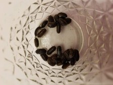 32 - Organically Raised Live Isopods - Clean Up Crew - Armadillidium vulgare 