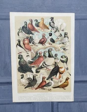 Antique 1891 Fancy Domestic Pigeons Bird Book Chromolithograph Pigeon Picture