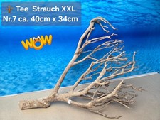 🪴 XXL Tee Strauch Aquarium Wurzel  1A Qualität 💯 Talawa Wurzel 