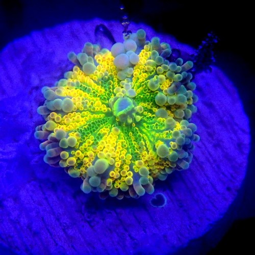 BRIGHT Yellow Yuma Mushroom Coral small WYSIWYG - Indigo Corals - IC 3604