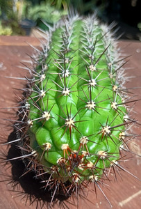 Echinopsis Thelegonus Friedrich,  10"+ Fat Thick OG Spiny Cactus Cutting
