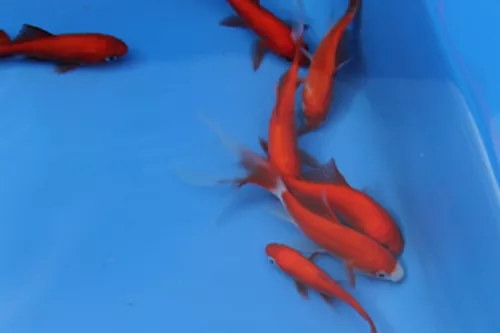 20 Pond fish 7 Varieties Orfe Goldfish Tench Carp Koi Carp