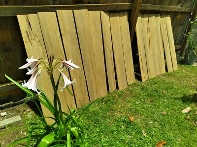 14 Planks! Carbon Dated! 8''X48'' Quartersawn REAL! Old Growth Sinker Cypress Wood
